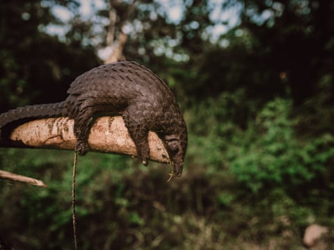A pangolin in a forest setting. qhxidiqxkiqrhinv