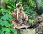 Country diary: Like wrecked prizes, the body parts of pheasants litter the landscape | Nicola Chester
