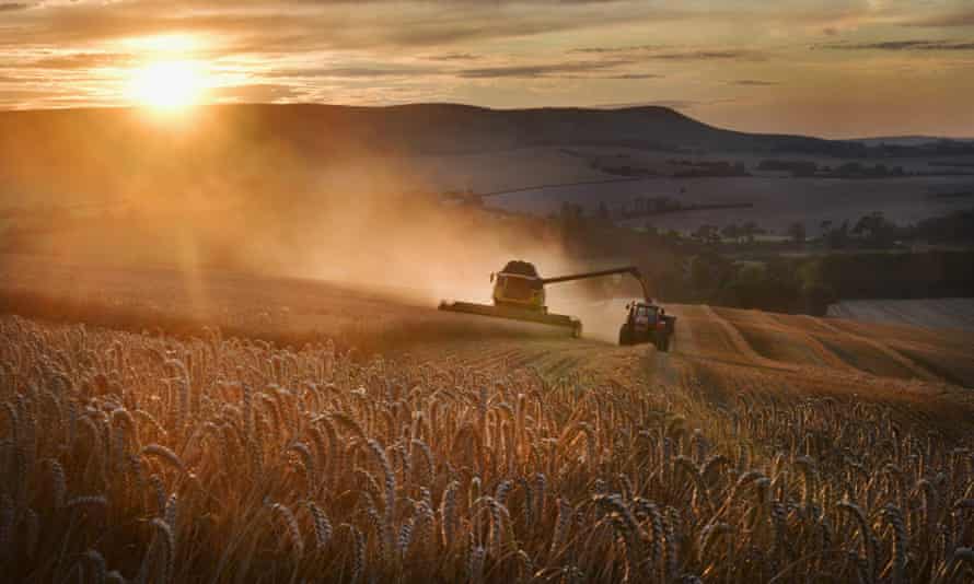 Wheat being harvested on the South Downs