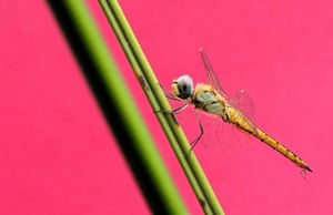 A ditch jewel dragonfly
