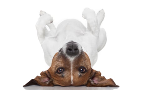 dog laying upside down on back