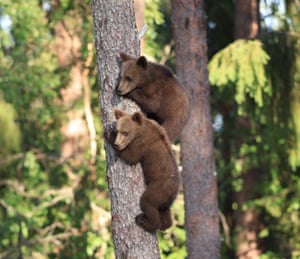 Filhotes de urso pardo sobem em um pinheiro na Reserva Natural de Martinselkonen, na Finlândia. Os irmãos de quatro meses subiram na árvore para evitar outro urso maior e ficaram lá por várias horas. Eles desceram apenas quando ouviram o chamado da mãe