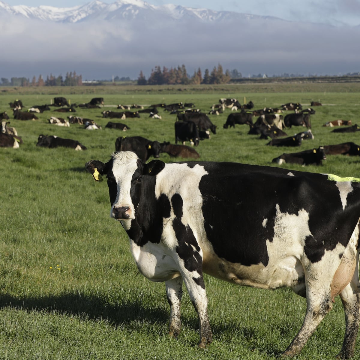 New Zealand government helps UK farmers with industry changes