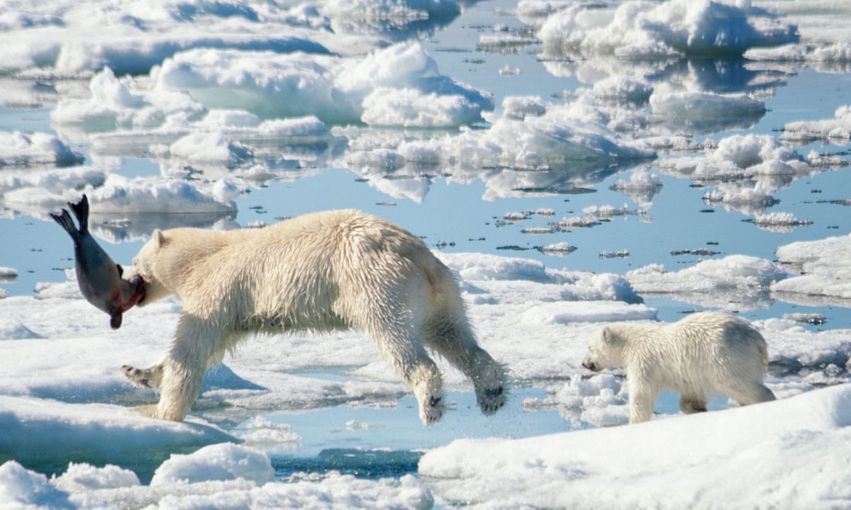 Arctic Ice Loss Forces Polar Bears To Use Four Times As Much Energy To Survive Study Arctic The Guardian