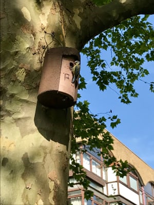 Bird box, Barbican wildlife garden