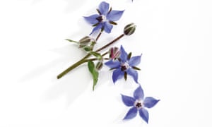 Sabroso o tóxicos? Cuidado con la tendencia de las flores comestibles 1 Beautiful borage: good enough to eat.