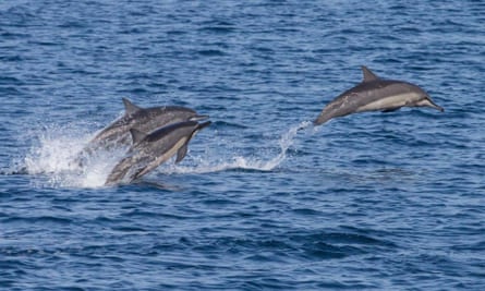 Spinner dolphins (Stenella longirostris) are a common site off the coast of Timor Leste