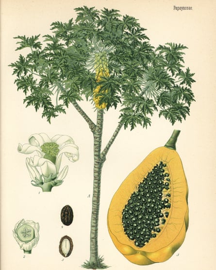 Papaya or papaw tree, Carica papaya, with ripe fruit in section, 1887.