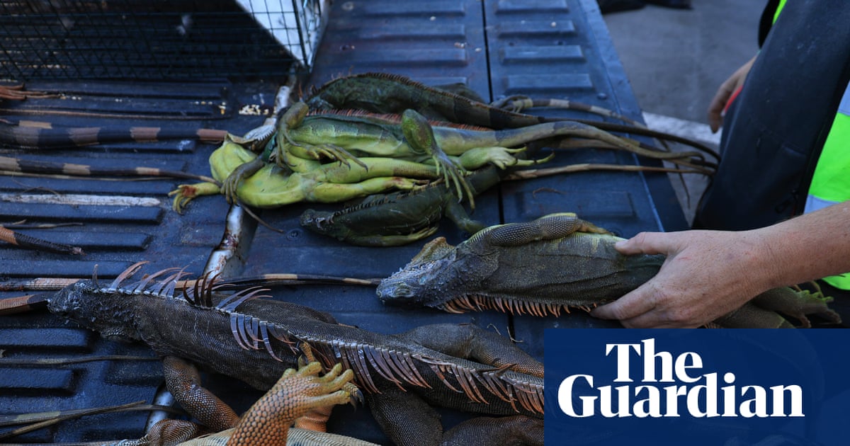 Florida euthanizes 5,000 iguanas after cold snap stuns the invasive reptiles