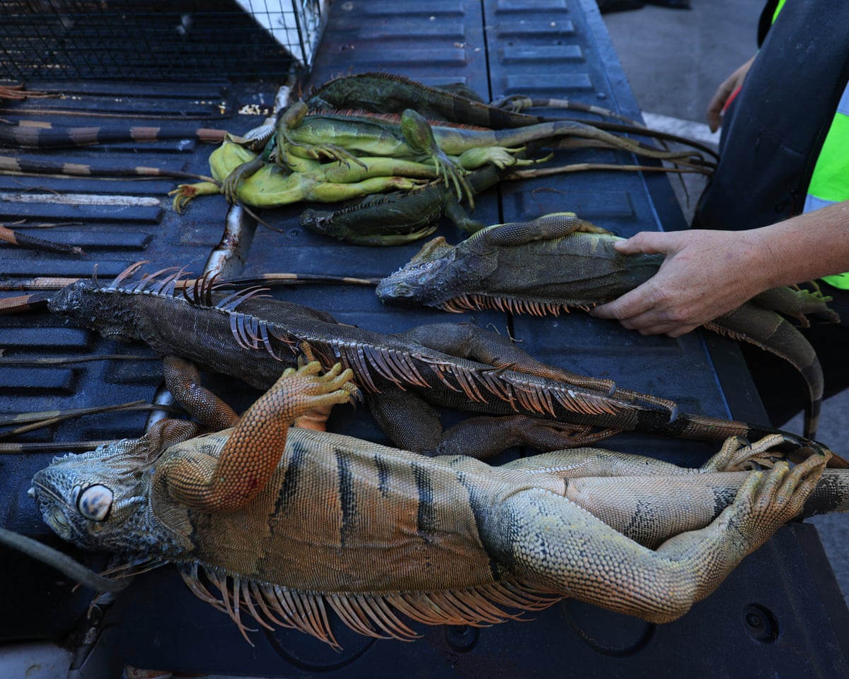 Florida euthanizes 5,000 iguanas after cold snap stuns the ...