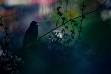 A male blackbird singing in a vineyard in silhouette