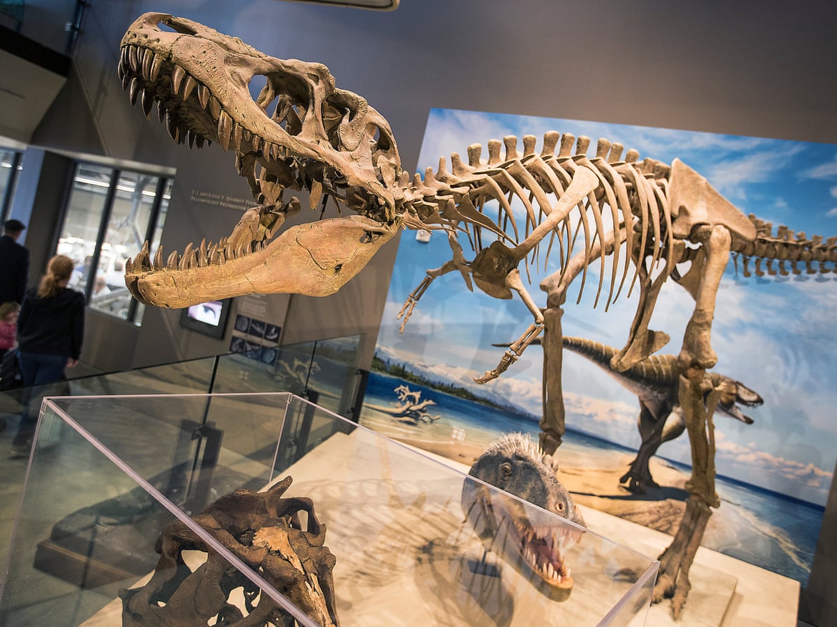 Tyrannosaurs may have hunted in packs like wolves, new research has found | Dinosaurs | The Guardian