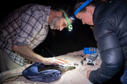 Hawke and Bino, wearing headlamps, bend over to examine a platypus