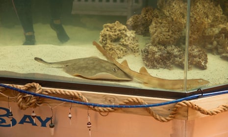 Rust-colored stingray in aquarium tank