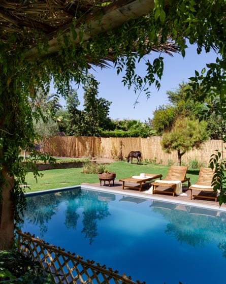 One of the donkeys grazes near the pool