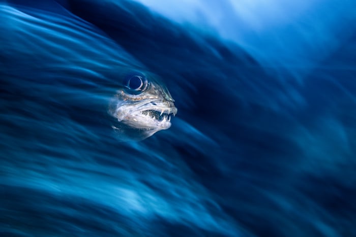 Underwater Photographer of the Year 2019 – in pictures | Environment | The Guardian Underwater Photographer of the Year 2019 – in pictures | Environment | The Guardian