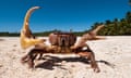 Land crab in defensive posture