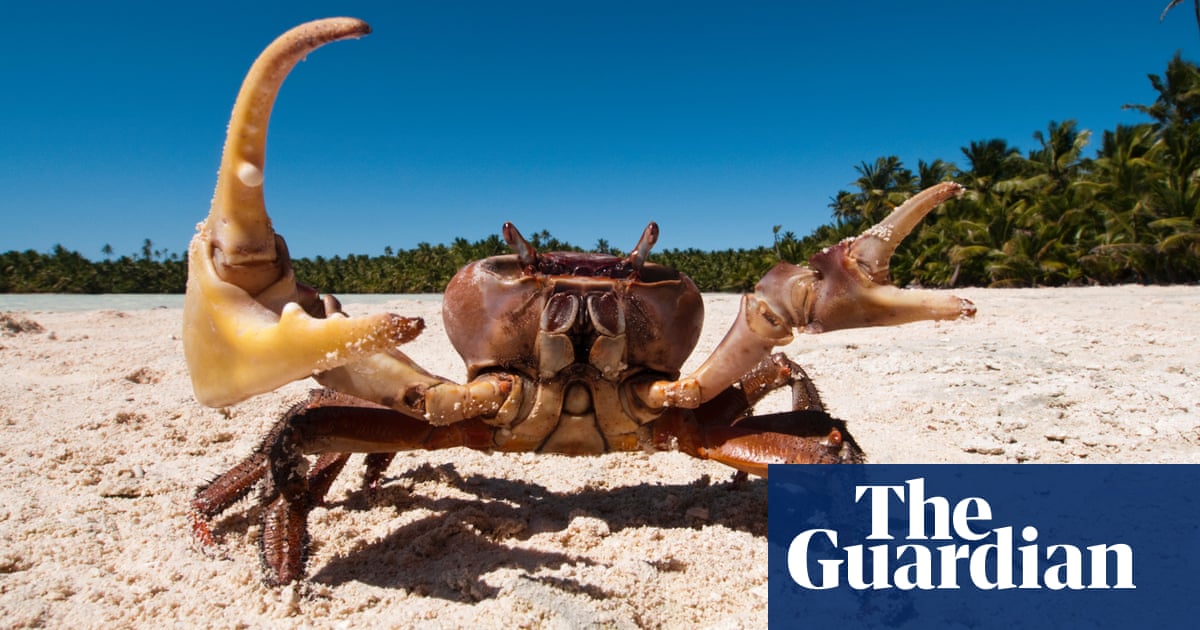 And now for the pinchline: competition crowns world’s funniest crab joke | Comedy