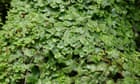 Plantwatch: how a liverwort captures its prey