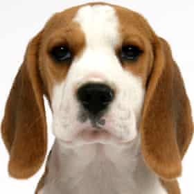 Beagle puppy