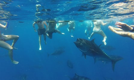 snorkelling with bluefin tuna
