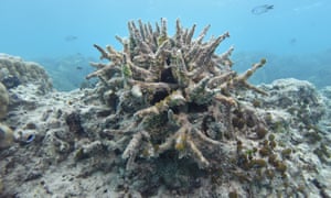 Coral on reefs around Lizard Island
