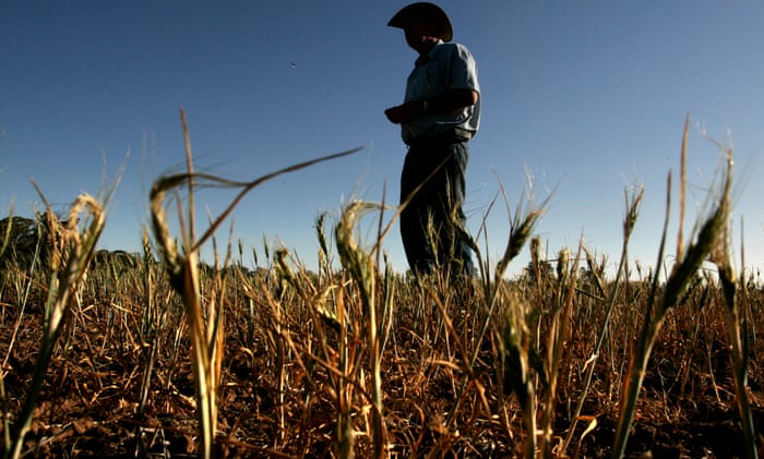 Drought could cut NSW winter crop production by almost 50%, report warns | Drought | The Guardian