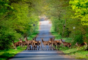 Veados atravessam uma estrada na floresta Taunus em Wehrheim, perto de Frankfurt, Alemanha