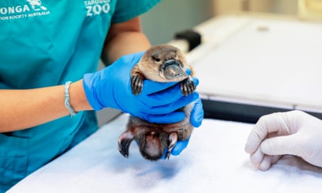 A rescued female Platypus being cared for at Sydney’s Taronga Zoo has been named Matilda after Australia’s fourth-place finish at the FIFA Women’s World Cup.