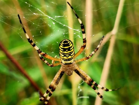 A wasp spider.