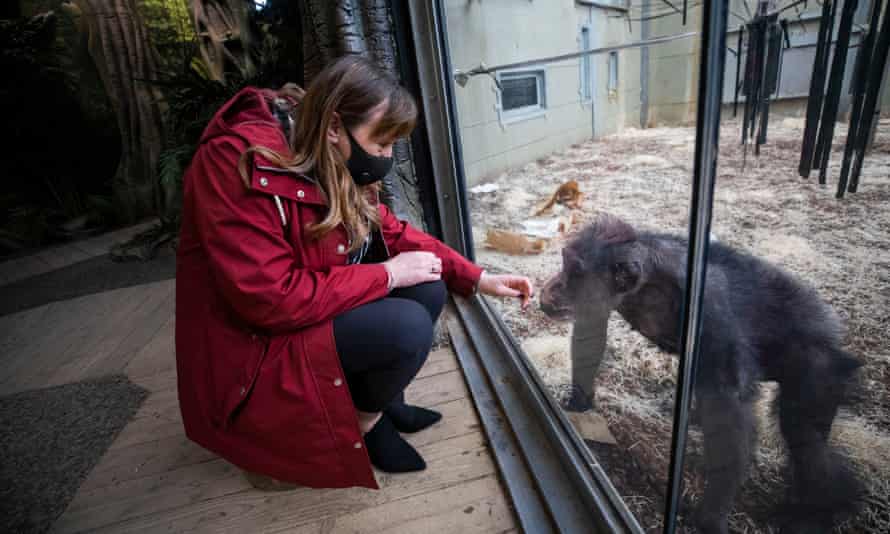 Karen Clarke, Twycross zoo’s chief operating officer, with Flynn the chimpanzee