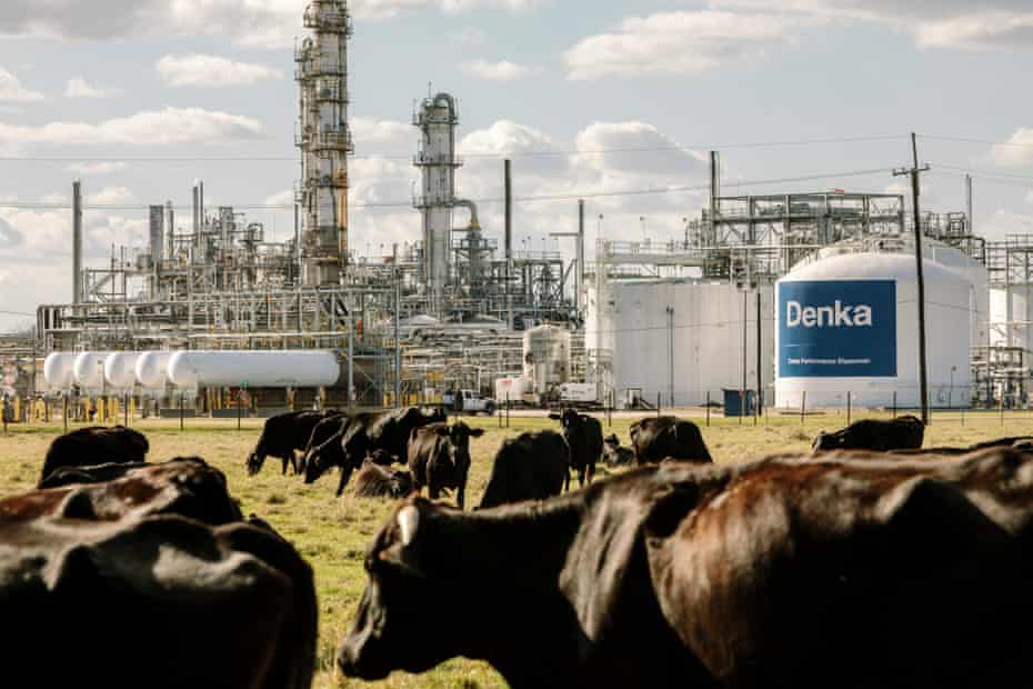 Cows graze on land bordering the Dupont/Denka plant. 