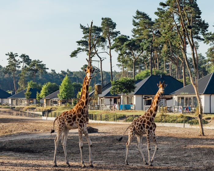 We’re on safari … in the Netherlands