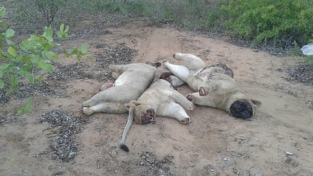 Corpses of two young male lions and one young female lion, Limpopo national park.