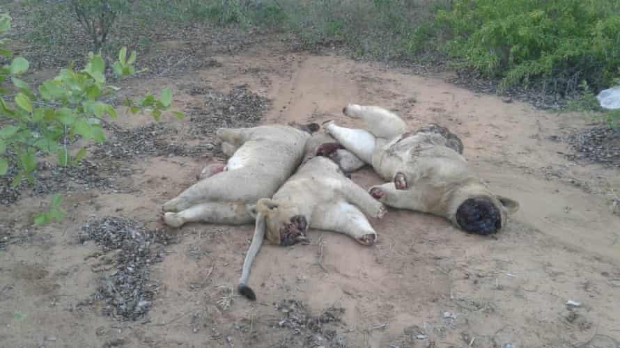 Cadaveri di due giovani leoni maschi e un giovane leone femmina, Limpopo national park.