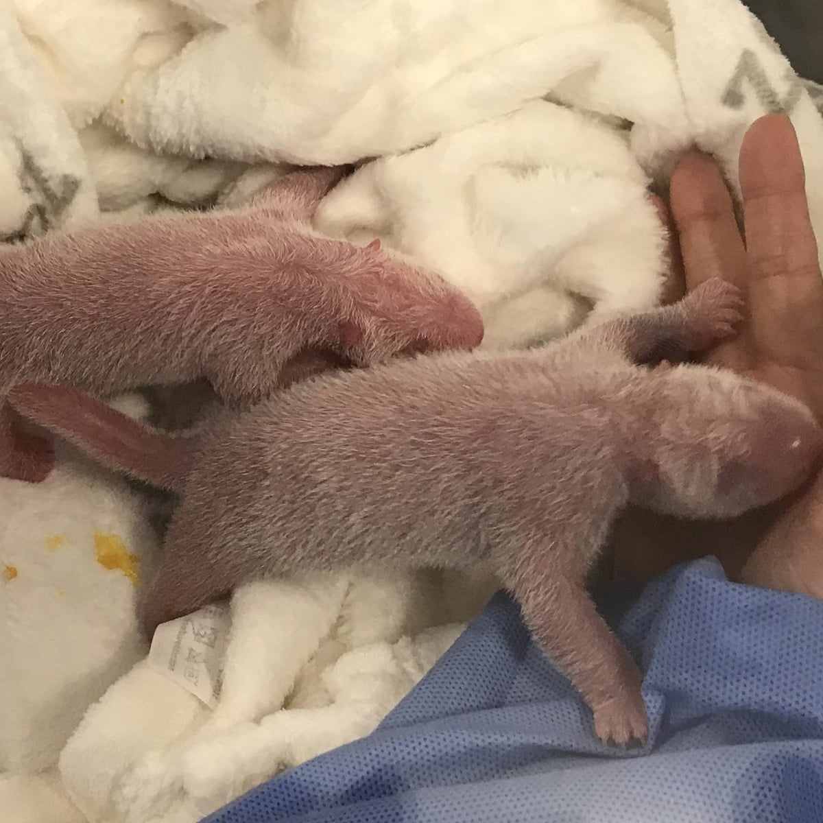 Hong And Kong Berlin S Panda Cubs At Centre Of Chinese Human