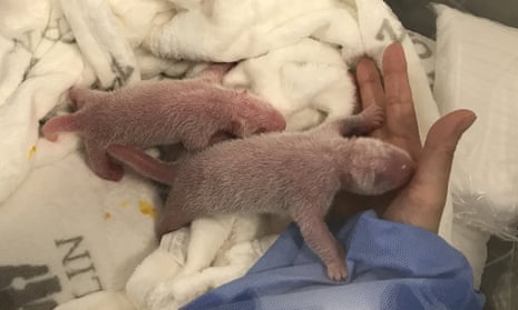The panda twins who were born to Meng Meng in Berlin last week