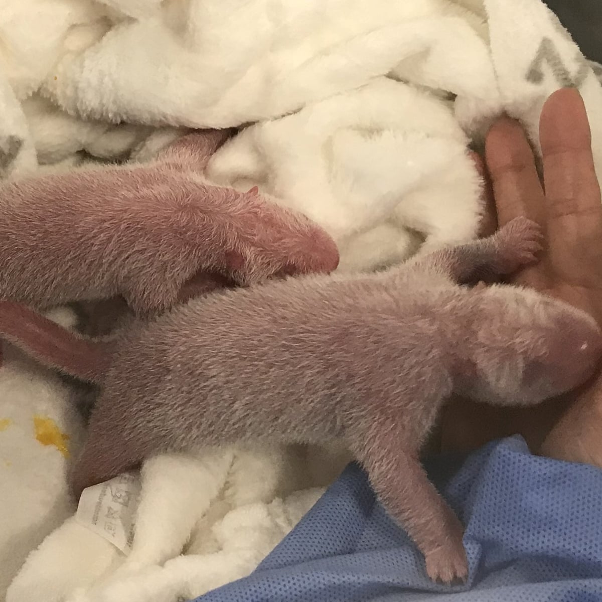 Berlin Zoo Celebrates Rare Birth Of Panda Twins World News The