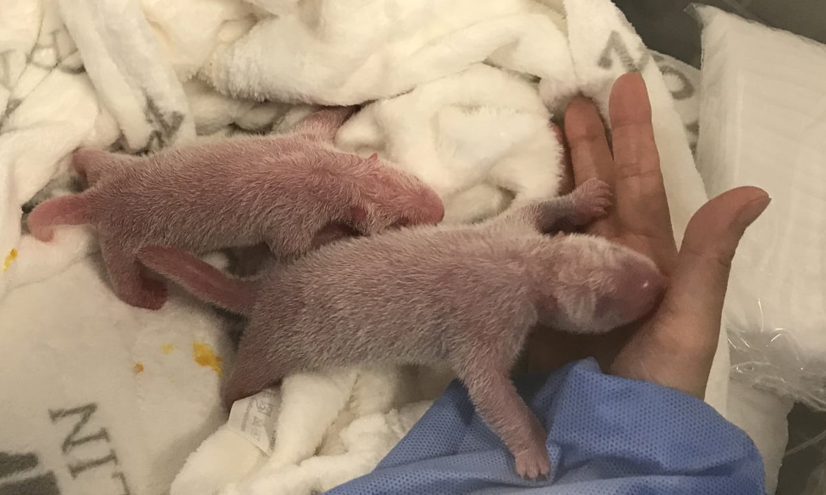 Berlin Zoo Celebrates Rare Birth Of Panda Twins Giant Pandas The Guardian Berlin Zoo Celebrates Rare Birth Of Panda Twins Giant Pandas The Guardian