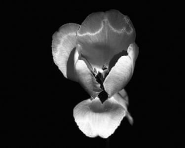 New Jersey, US ‘The flower shows a moment of getting separated that captured my attention. A broken beauty.’