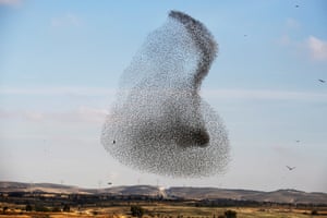 Beit Kama, Israel A murmuration of migrating starlings flocks near the village of Beit Kama