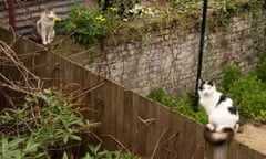 Two cats on a fence