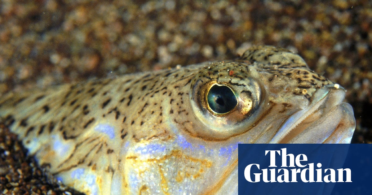 Country diary 1906: Beware of toxic weever fish on the beach