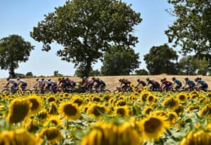 Stage 15 Rodez to Carcassonne The pack of riders cycles past a field of wilted sunflowers