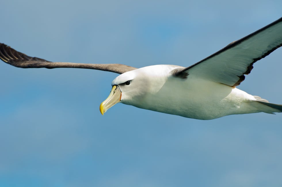Solitary, yes. Shy? Hardly, albatrosses trail after trawlers and dance for their partners Solitary, yes. Shy? Hardly, albatrosses trail after trawlers and dance for their partners