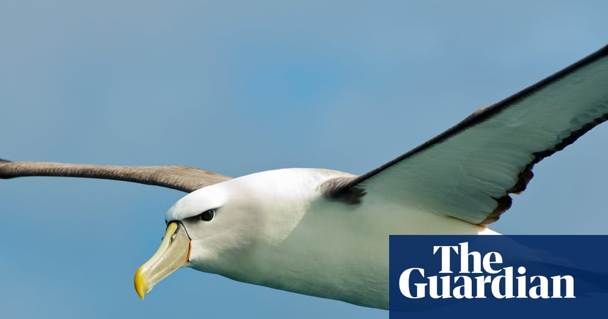 Solitary, Yes. Shy? Hardly, Albatrosses Trail After Trawlers and Da...