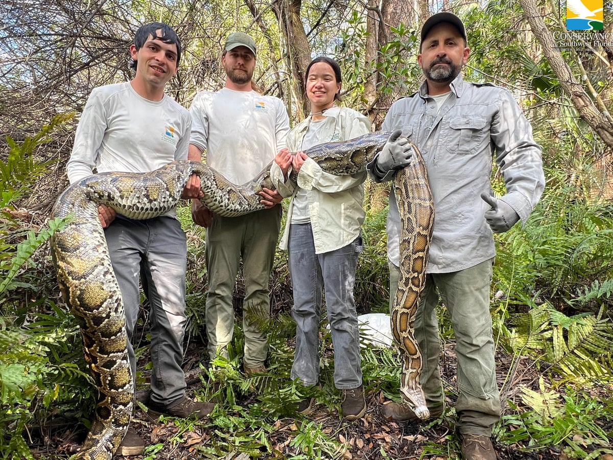 Florida removes record haul of invasive pythons in effort to curb population | Florida | The Guardian