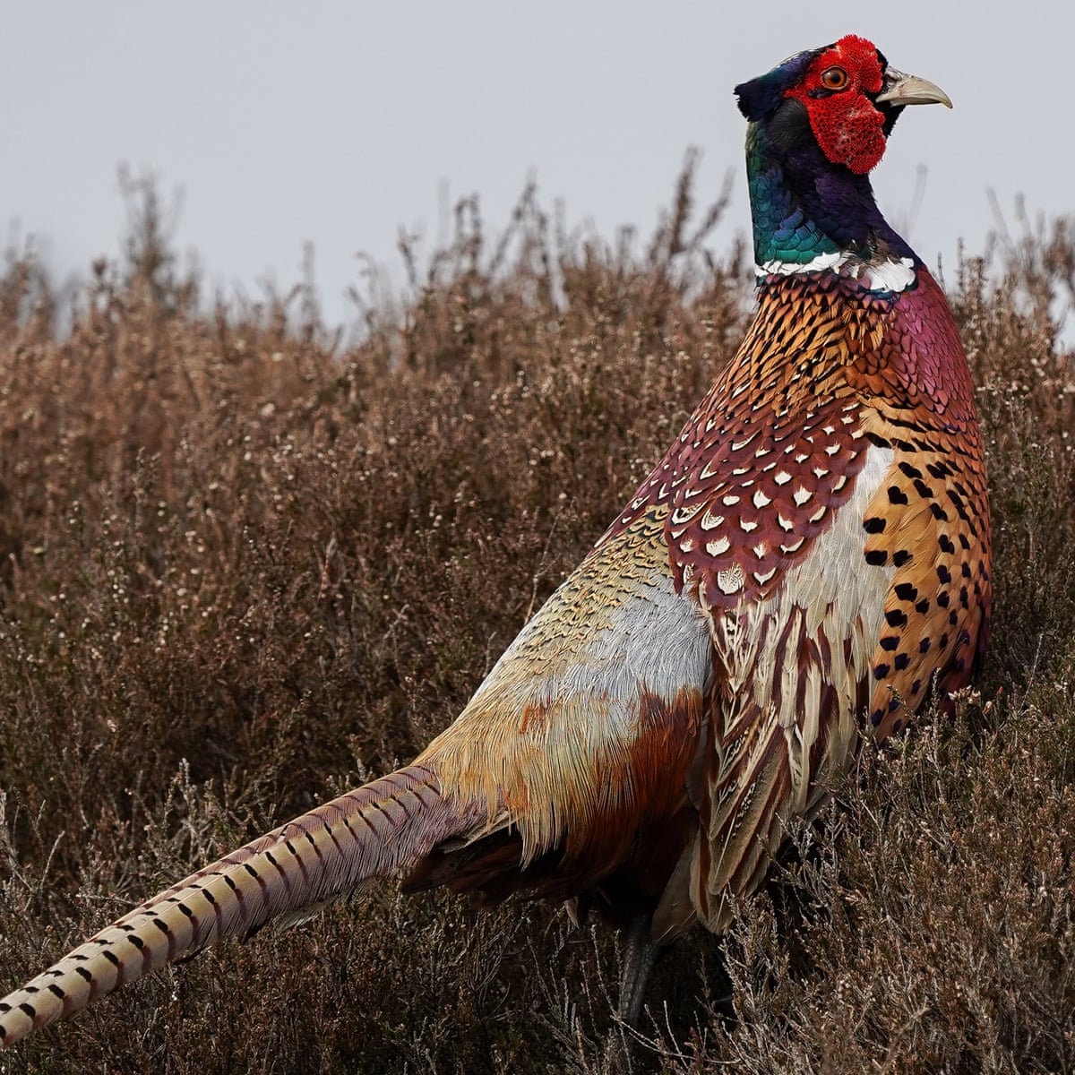 Pheasant And Partridge Classified As Species That Imperil Uk Wildlife Uk News The Guardian Pheasant And Partridge Classified As Species That Imperil Uk Wildlife Uk News The Guardian