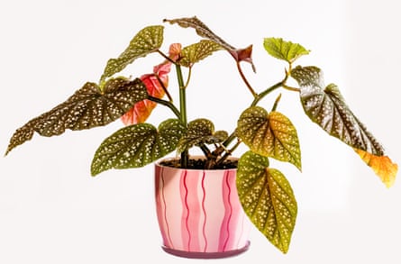 Polka dot Begonia.