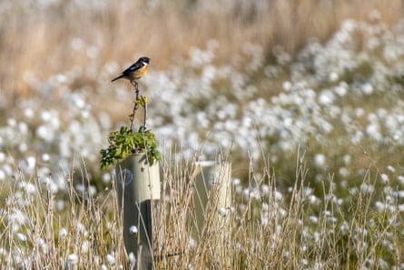 A stonechat on Howgill Fells